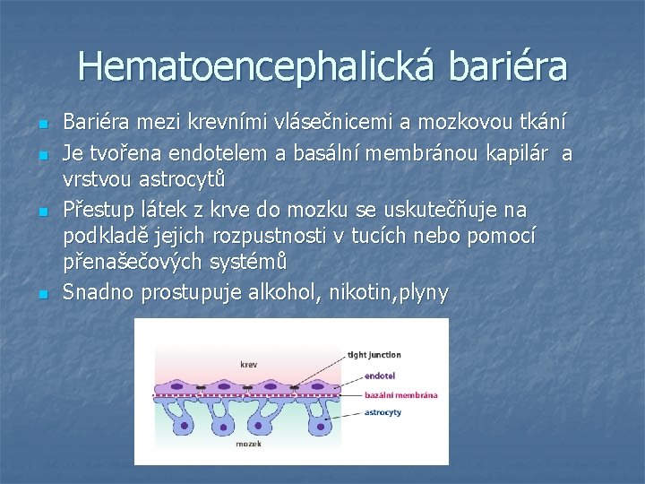 Hematoencephalická bariéra n n Bariéra mezi krevními vlásečnicemi a mozkovou tkání Je tvořena endotelem