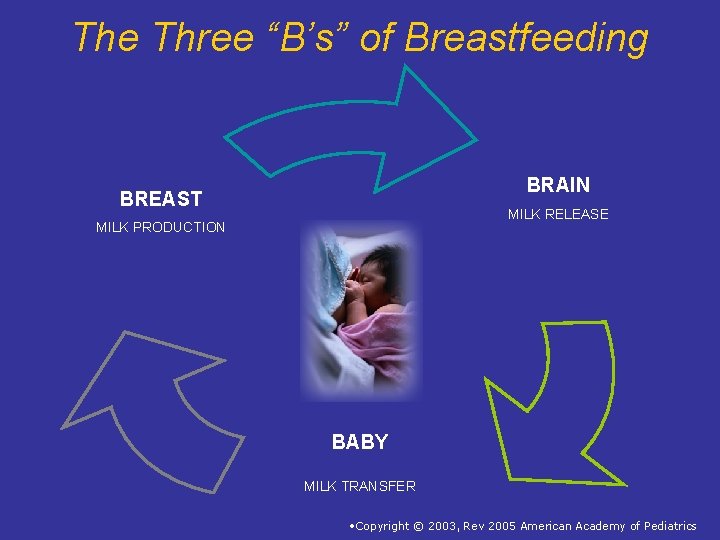 The Three “B’s” of Breastfeeding BRAIN BREAST MILK RELEASE MILK PRODUCTION BABY MILK TRANSFER The Three “B’s” of Breastfeeding BRAIN BREAST MILK RELEASE MILK PRODUCTION BABY MILK TRANSFER