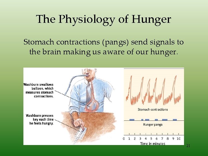 The Physiology of Hunger Stomach contractions (pangs) send signals to the brain making us