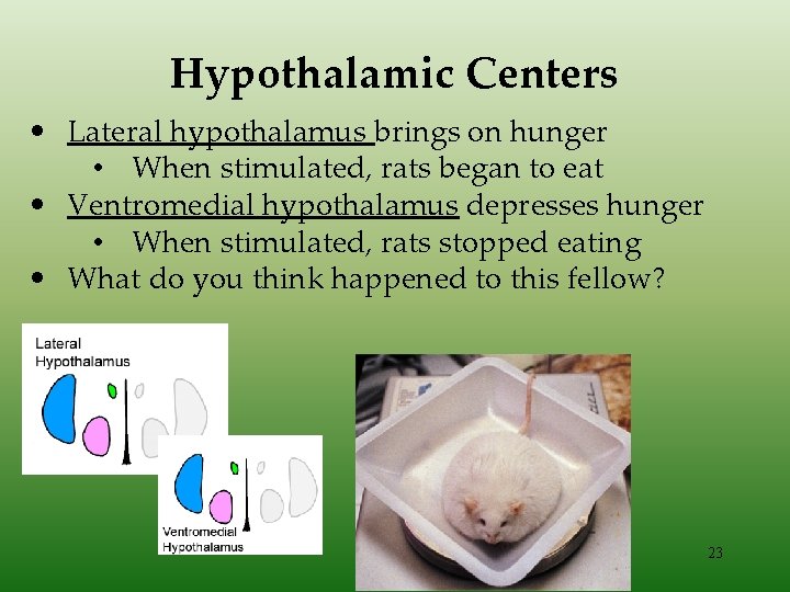 Hypothalamic Centers • Lateral hypothalamus brings on hunger • When stimulated, rats began to