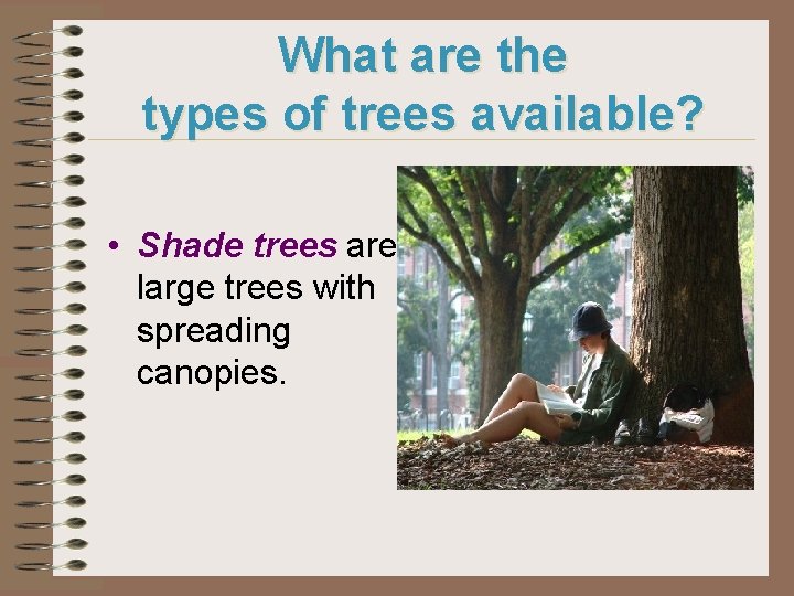 What are the types of trees available? • Shade trees are large trees with
