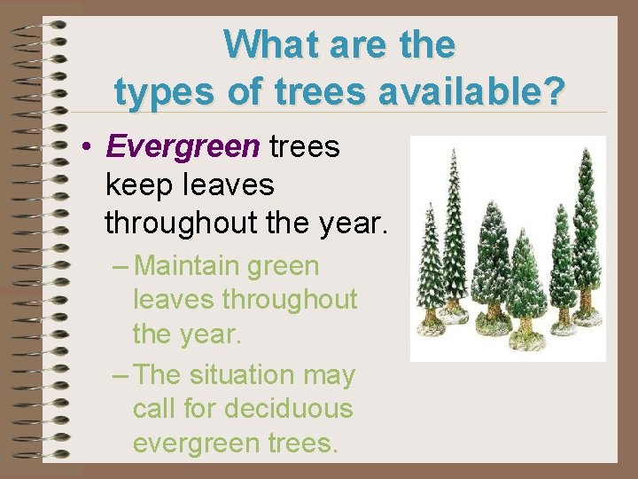 What are the types of trees available? • Evergreen trees keep leaves throughout the