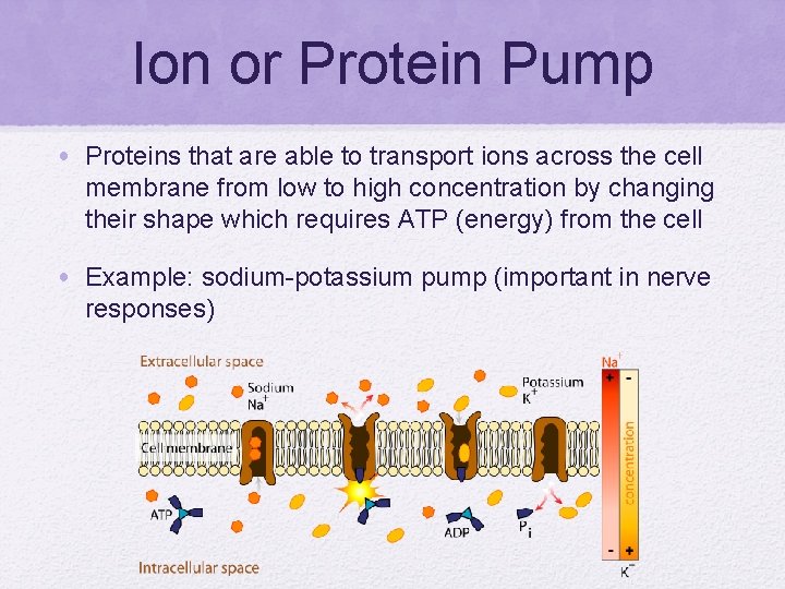 Ion or Protein Pump • Proteins that are able to transport ions across the