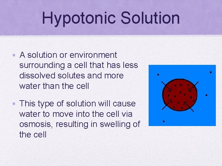 Hypotonic Solution • A solution or environment surrounding a cell that has less dissolved