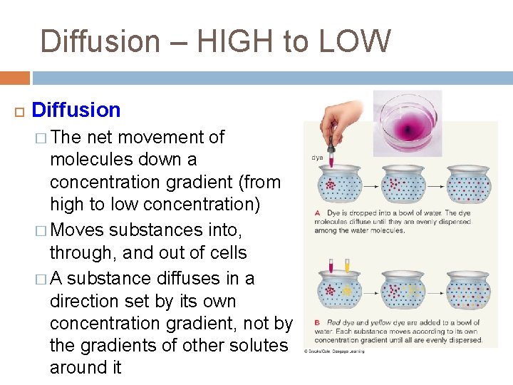 Diffusion – HIGH to LOW Diffusion � The net movement of molecules down a