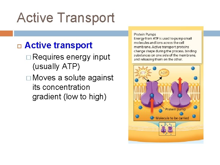 Active Transport Active transport � Requires energy input (usually ATP) � Moves a solute
