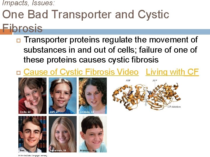 Impacts, Issues: One Bad Transporter and Cystic Fibrosis Transporter proteins regulate the movement of
