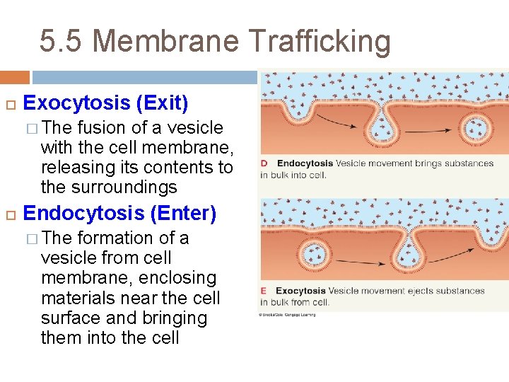 5. 5 Membrane Trafficking Exocytosis (Exit) � The fusion of a vesicle with the