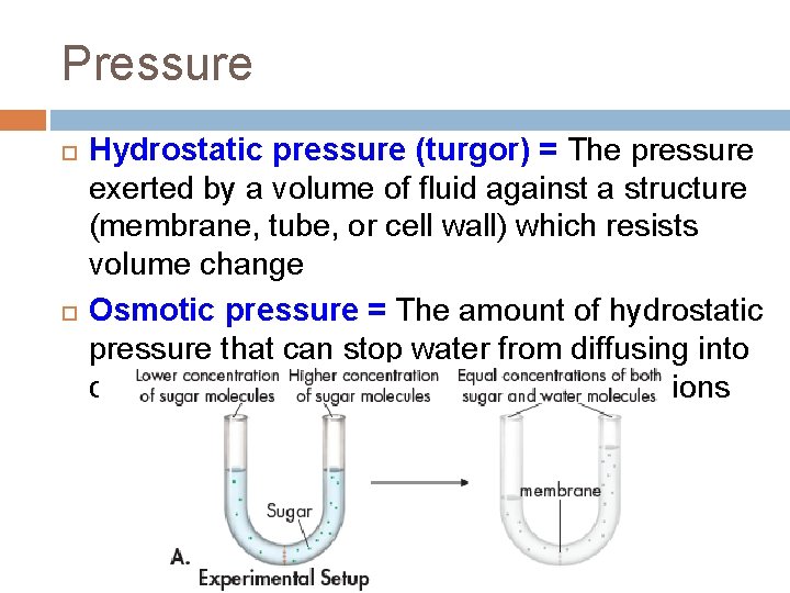 Pressure Hydrostatic pressure (turgor) = The pressure exerted by a volume of fluid against