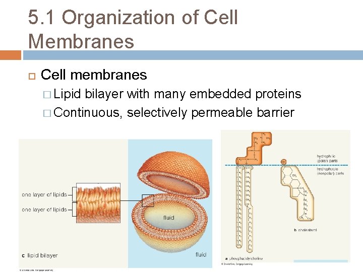 5. 1 Organization of Cell Membranes Cell membranes � Lipid bilayer with many embedded