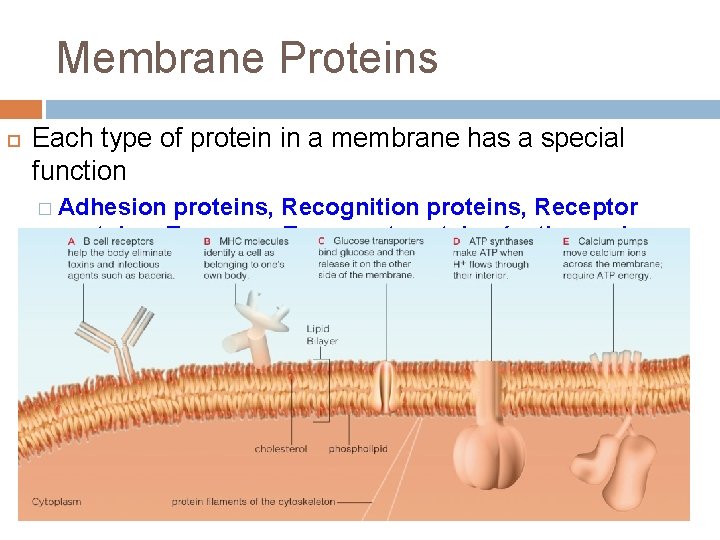 Membrane Proteins Each type of protein in a membrane has a special function �