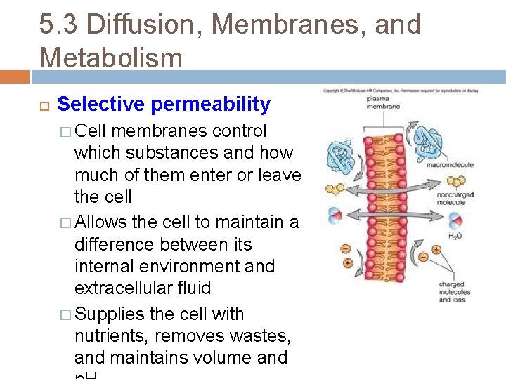 5. 3 Diffusion, Membranes, and Metabolism Selective permeability � Cell membranes control which substances