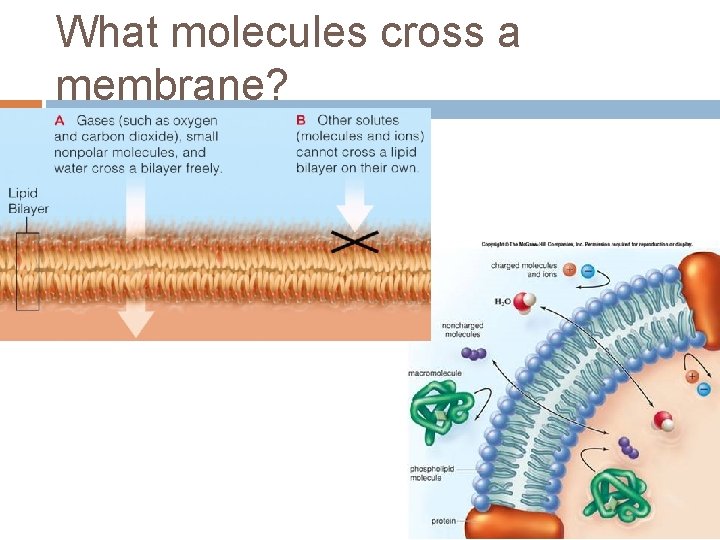 What molecules cross a membrane? 