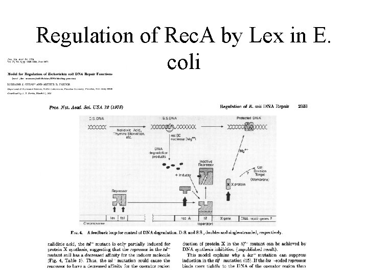 Regulation of Rec. A by Lex in E. coli 