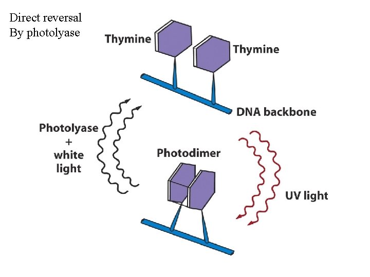Direct reversal By photolyase 
