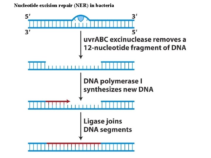 Nucleotide excision repair (NER) in bacteria 