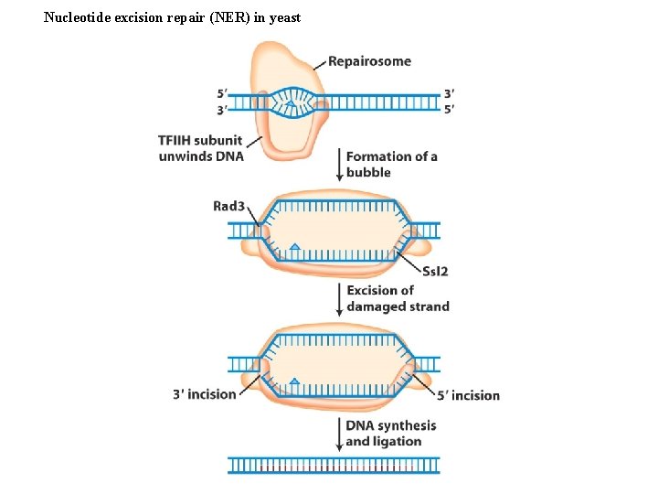 Nucleotide excision repair (NER) in yeast 