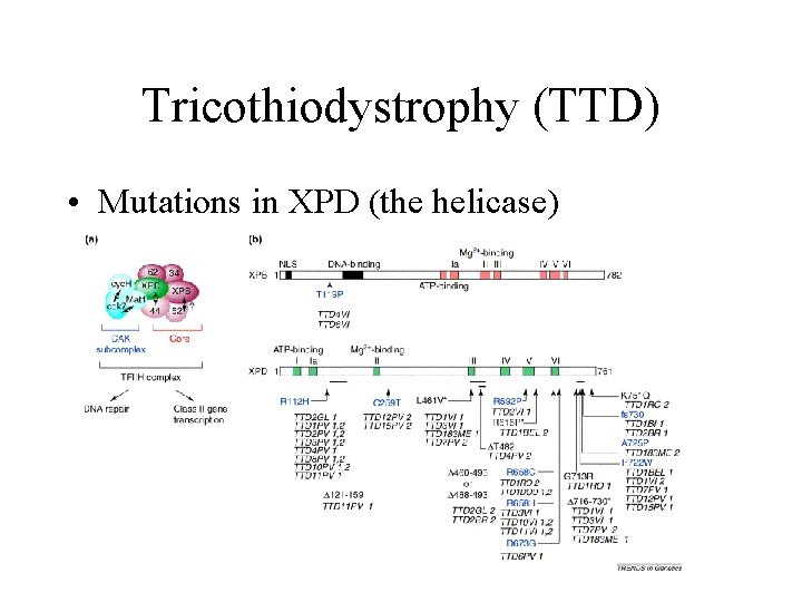 Tricothiodystrophy (TTD) • Mutations in XPD (the helicase) 