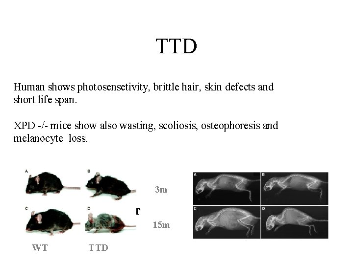 TTD Human shows photosensetivity, brittle hair, skin defects and short life span. XPD -/-