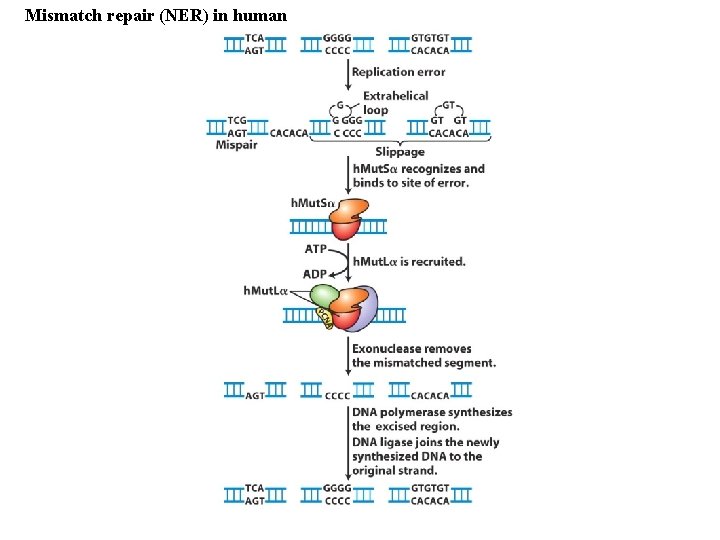 Mismatch repair (NER) in human 