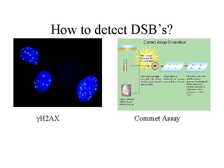 How to detect DSB’s? g. H 2 AX Commet Assay 