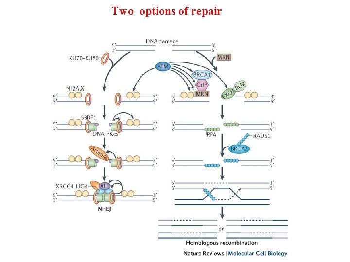 Two options of repair 