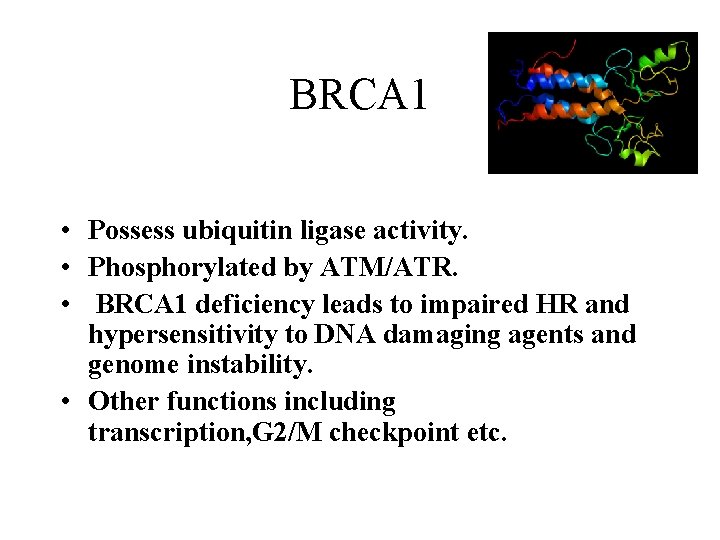 BRCA 1 • Possess ubiquitin ligase activity. • Phosphorylated by ATM/ATR. • BRCA 1