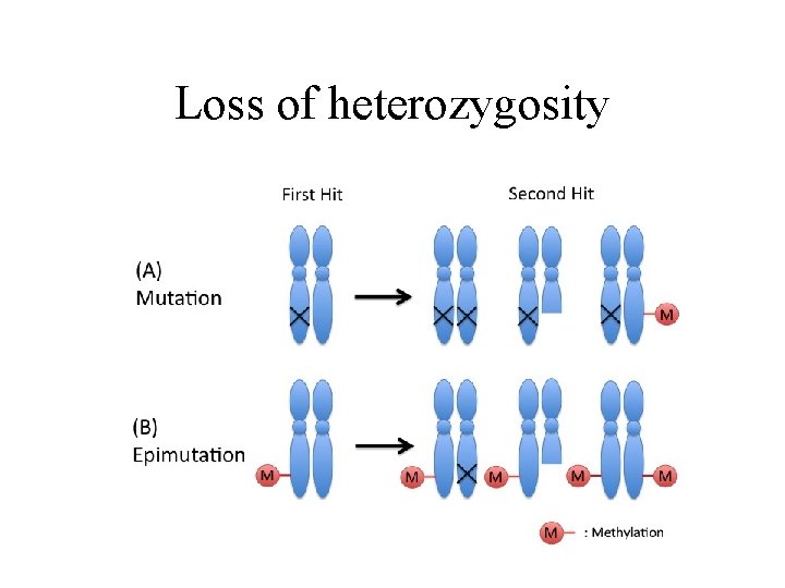 Loss of heterozygosity 