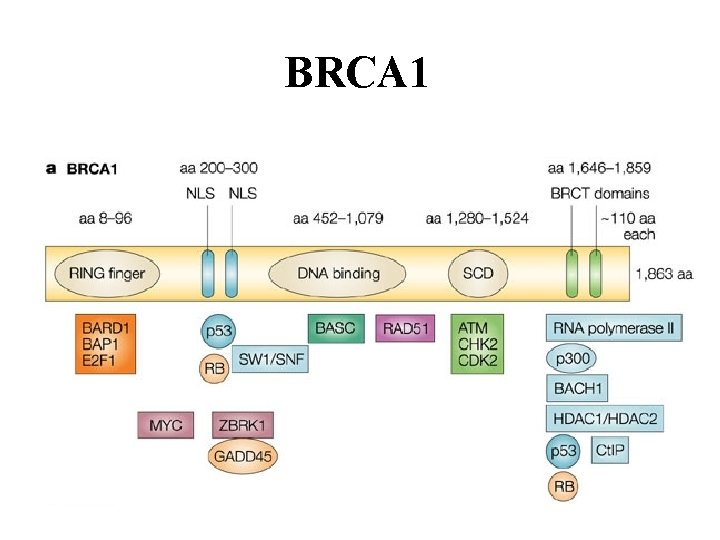 BRCA 1 
