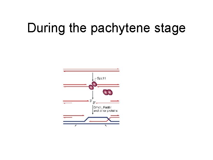During the pachytene stage 