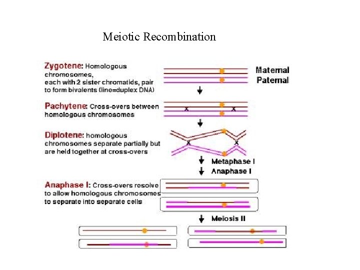 Meiotic Recombination 