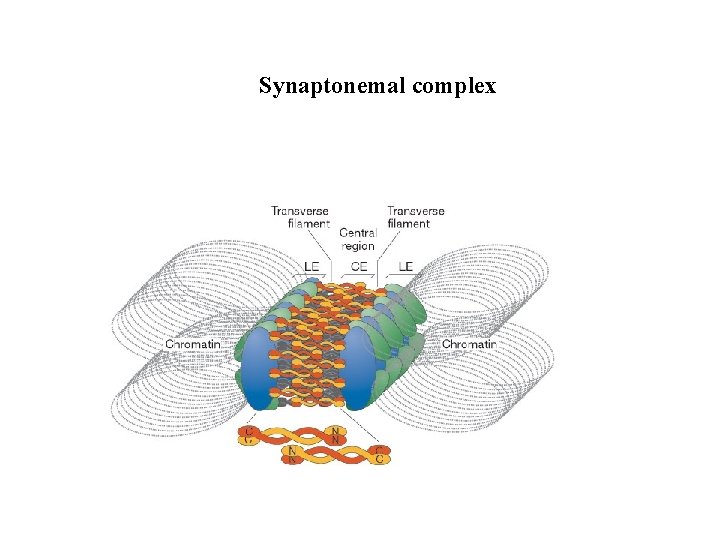 Synaptonemal complex 