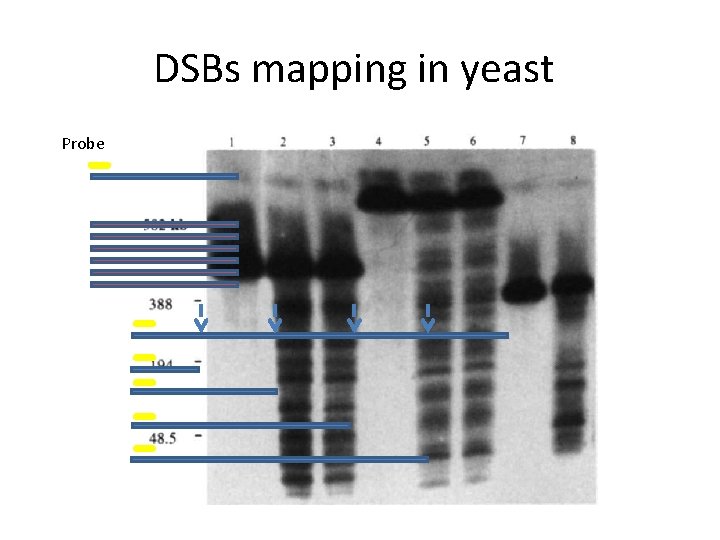 DSBs mapping in yeast Probe 