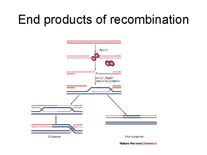 End products of recombination 