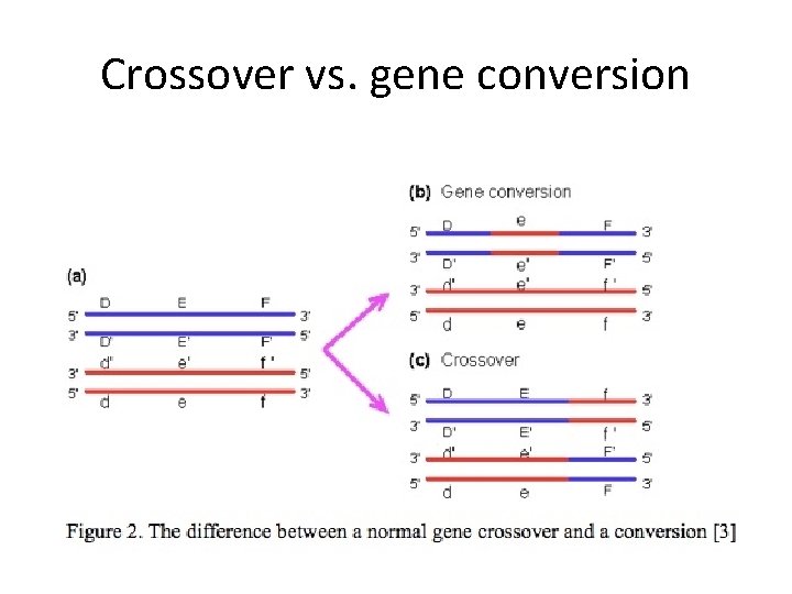 Crossover vs. gene conversion 