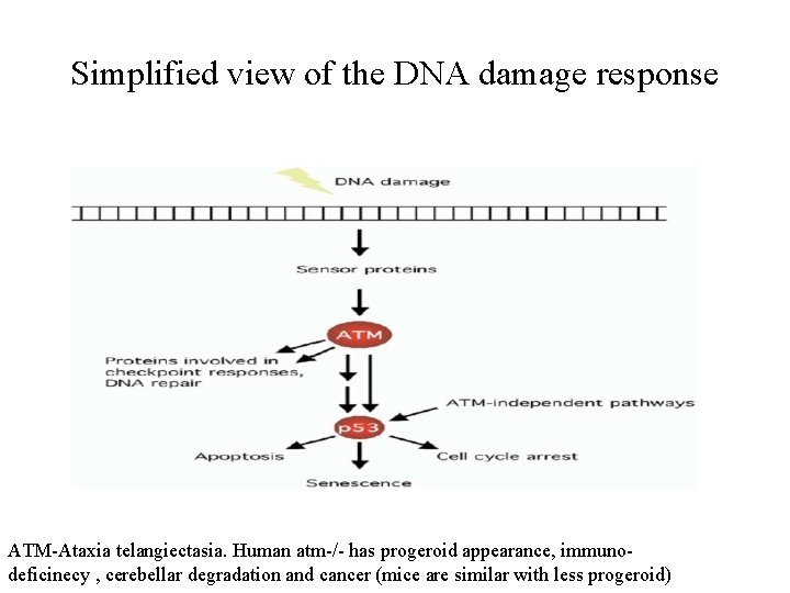 Simplified view of the DNA damage response ATM-Ataxia telangiectasia. Human atm-/- has progeroid appearance,