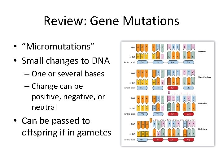 Review: Gene Mutations • “Micromutations” • Small changes to DNA – One or several