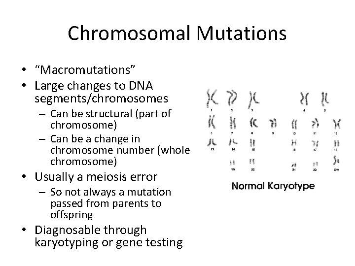 Chromosomal Mutations • “Macromutations” • Large changes to DNA segments/chromosomes – Can be structural