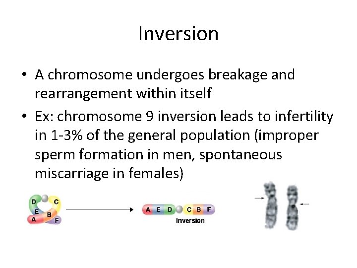 Inversion • A chromosome undergoes breakage and rearrangement within itself • Ex: chromosome 9