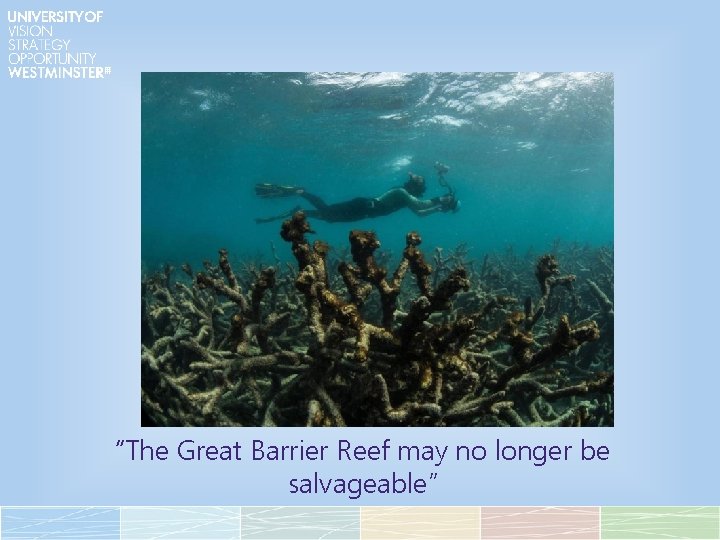 “The Great Barrier Reef may no longer be salvageable” 