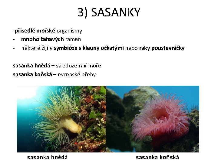 3) SASANKY -přisedlé mořské organismy - mnoho žahavých ramen - některé žijí v symbióze