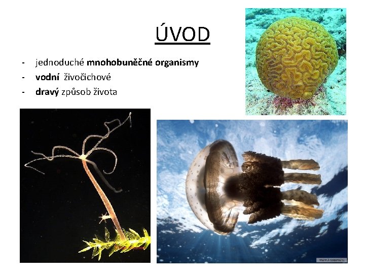 ÚVOD - jednoduché mnohobuněčné organismy vodní živočichové dravý způsob života 