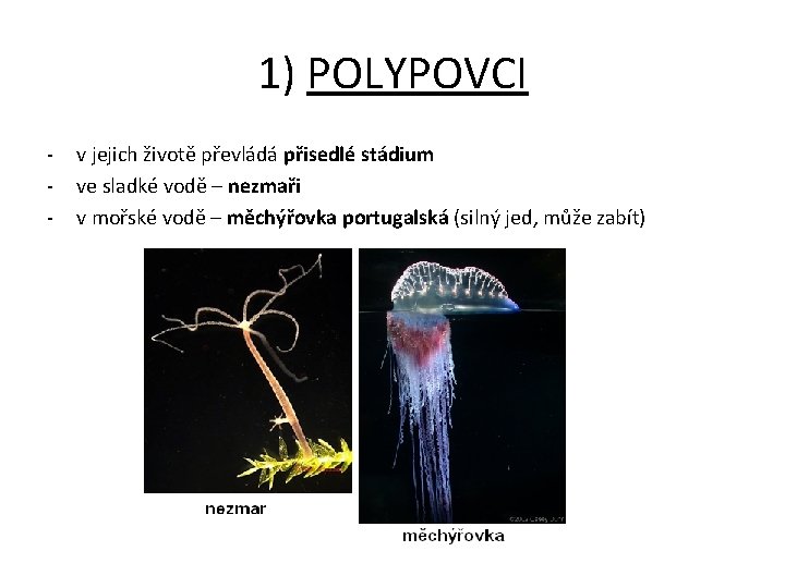 1) POLYPOVCI - v jejich životě převládá přisedlé stádium ve sladké vodě – nezmaři