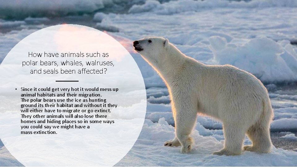 How have animals such as polar bears, whales, walruses, and seals been affected? •
