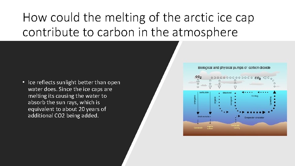 How could the melting of the arctic ice cap contribute to carbon in the