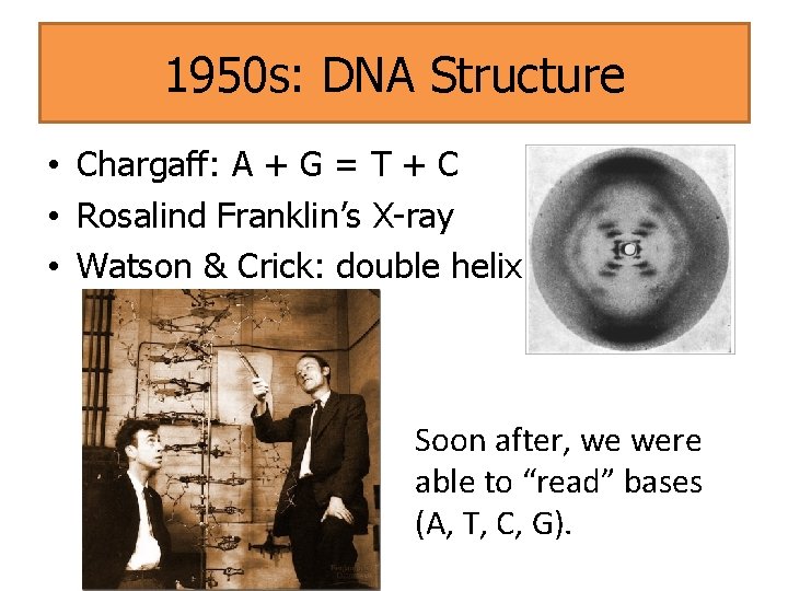 1950 s: DNA Structure • Chargaff: A + G = T + C •