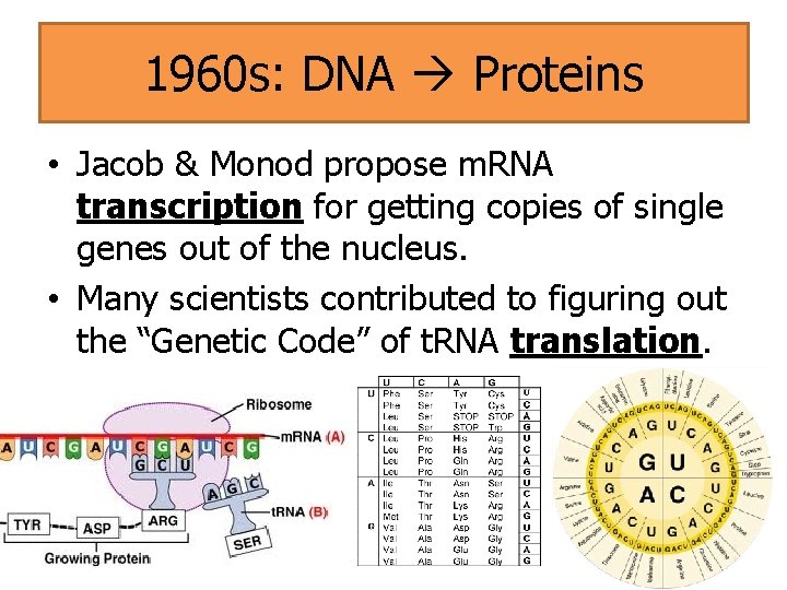 1960 s: DNA Proteins • Jacob & Monod propose m. RNA transcription for getting