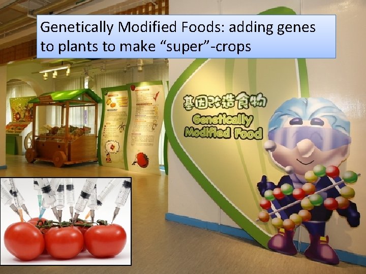 Genetically Modified Foods: adding genes to plants to make “super”-crops 