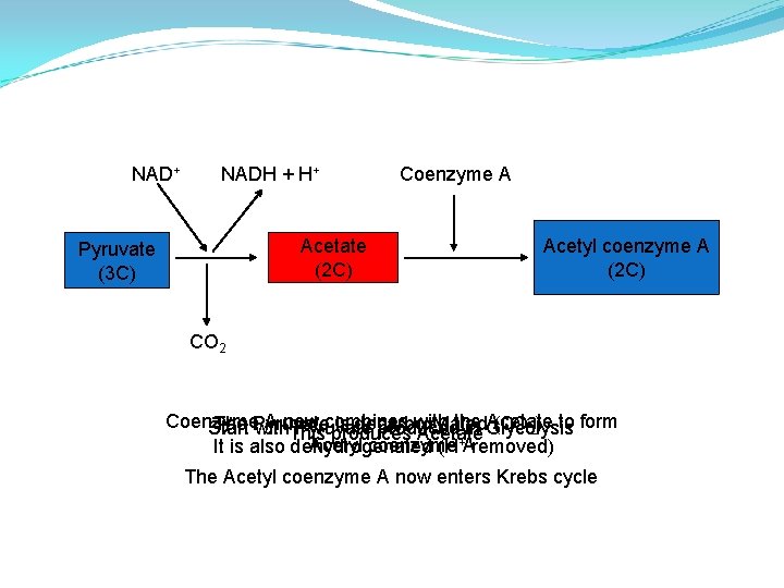 NAD+ NADH + H+ Acetate (2 C) Pyruvate (3 C) Coenzyme A Acetyl coenzyme