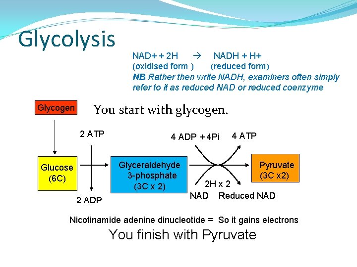 Glycolysis Glycogen NAD+ + 2 H NADH + H+ (oxidised form ) (reduced form)